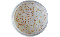 THIX-298发酵用消泡剂在芽孢杆菌发酵中效果测试